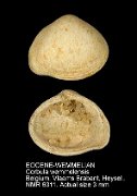 EOCENE-WEMMELIAN Corbula wemmelensis
